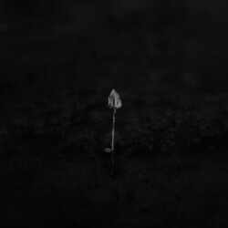 고요 I , 충청남도 아산, 2001